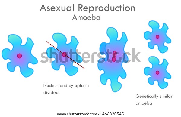 Asexual Reproduction Amoeba Fission Stages Irregular Stock Vector Royalty Free 1466820545 2716