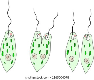 Asexual reproduction of euglena