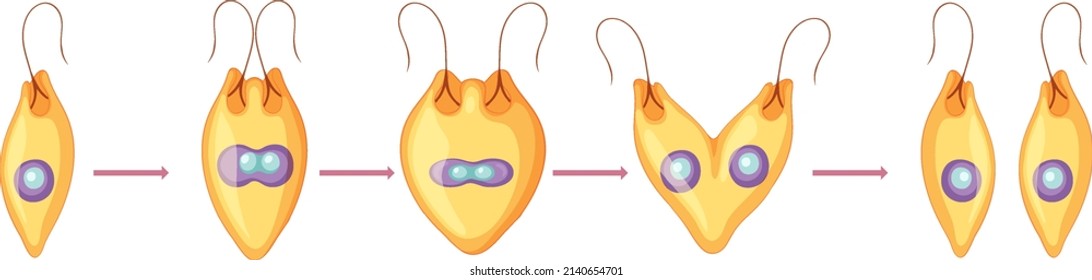 Asexual reproduction fragmentation diagram illustration