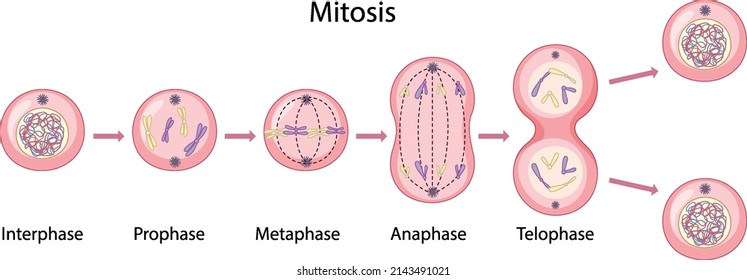 Asexual reproduction fragmentation diagram illustration