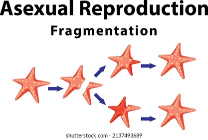Asexual reproduction fragmentation with starfish illustration