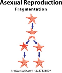 Asexual reproduction fragmentation with starfish illustration