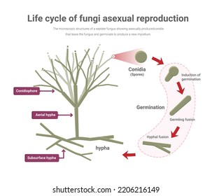 Asexual Reproduction In Penicillium, Life Cycle Of Fungi ,  Isolated On White Background.