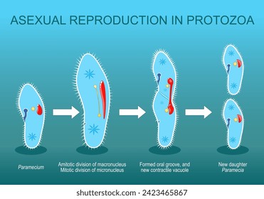 Asexual reproduction in Protozoa. Paramecia division. Isometric Vector. Flat illustration