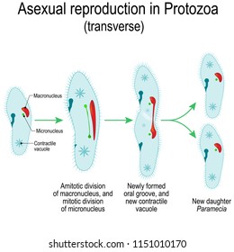 Asexual reproduction in Protozoa (transverse). Paramecia division. Vector illustration for educational and science use