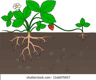 Asexual reproduction of strawberries