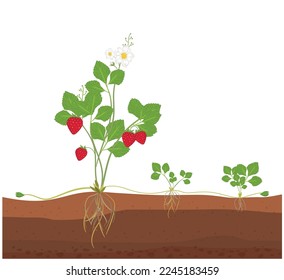 Asexual reproduction of strawberries. Plant propagation by sucker. strawberry plant vegetative reproduction scheme. cloning of plant. asexual reproduction from Main to new plants with stolon or runner
