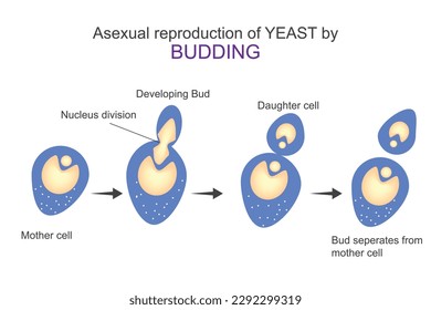 Asexual reproduction of yeast by budding.Diagram shows steps of budding.Microbiology concept.