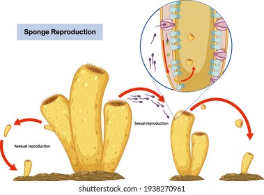 Asexual and Sexual Reproduction of Sponges Diagram illustration
