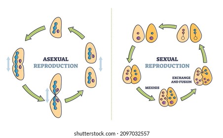 Asexual vs sexual cellular reproduction types comparison outline diagram. Labeled educational meiosis, exchange and fusion process explanation with regeneration and division scheme vector illustration