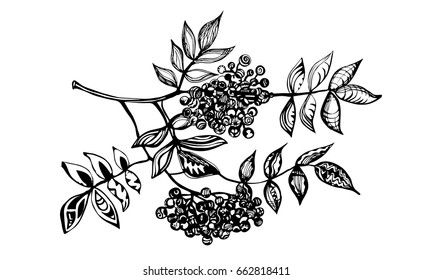 An ash berry tree branch isolated on a white background. Black-white illustration. Vector illustration. 