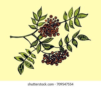 An ash berry tree branch isolated on a yellow background. Vector illustration. 
