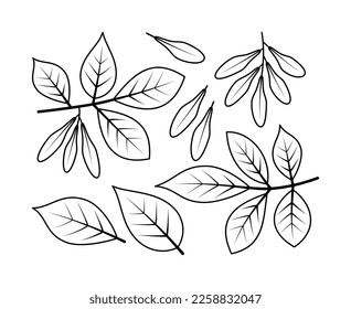 Ash branches and ash fruit vector line icons. Nature and ecology. Ash, leaves, plant, icon, drawing, fetus and more. Isolated collection of line icons ash branches on white background.