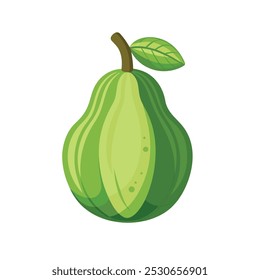 Ash Gourd Vegetable Vectors Color Image 