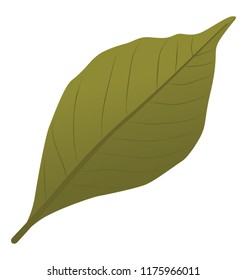 
Ash leaf are in mud green  color with thin veins inside 
