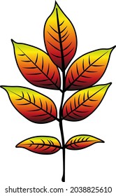 ash leaf vector colour autumn