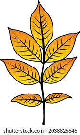 ash leaf vector colour autumn