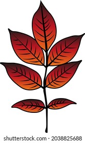 ash leaf vector colour autumn