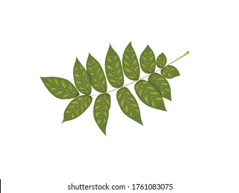 Ash Leaf Vector Illustration Art
