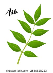 Ash leaf vector illustration. Leaves, botanical design element, European trees, botany, plant