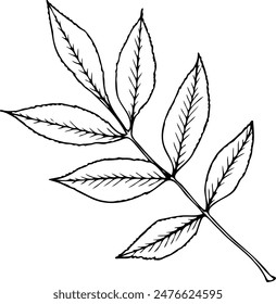 Ash leaf vector illustration in line art style isolated on a white background.