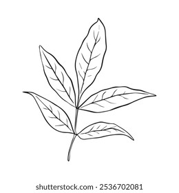 Ash leaf vector illustration in line art style isolated on a white background.