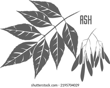 Ash Leafs And Seeds Vector Silhouette. Medicinal Tree Branch With Leaves. Fraxinus Tree Silhouette For Pharmaceuticals And Cosmetology.