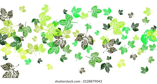 Ash maple elm birch and oak leaves.  flying fall leaves on white background