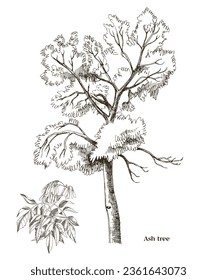 Ash tree and ash branch vector illustration