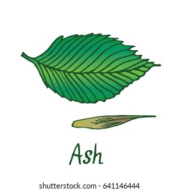 Ash tree (Fraxinus) leaf and seed,  hand drawn doodle, sketch in pop art style, vector color illustration