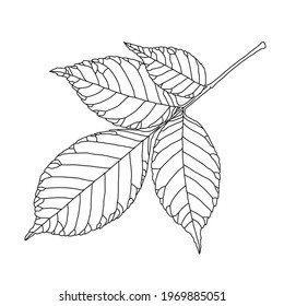 Ash tree leaf line drawing with decorative veining isolated on white background. Vector illustration. Design element for coloring book, card, invitation, banner, poster in line art style.