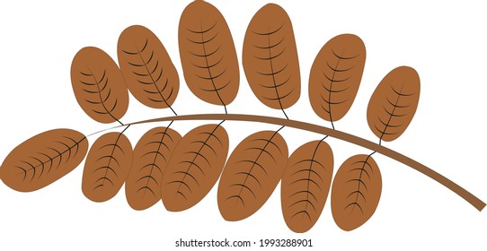 Ash tree leaf in trendy flat style isolated on white background.