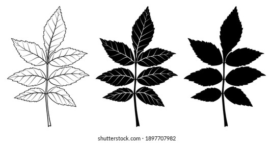 Ash tree leaf. Vector linear illustration. Outline, silhouette, line art drawing isolated on white background