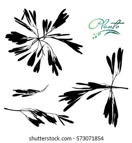 Ash tree seeds. In the shape of a sun, birds, flowers. Detailed vector illustration.