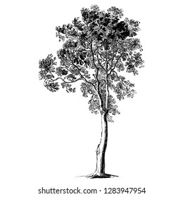 Ash Tree Vintage Illustrations