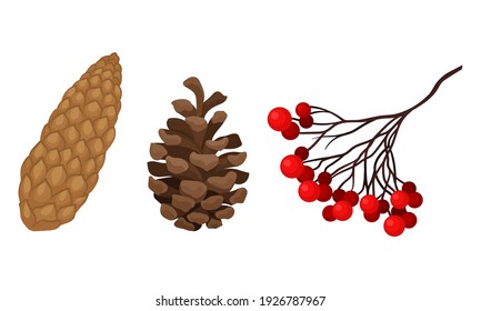 Ashberry Branch and Brown Pine or Fir Cone with Spirally Arranged Scales Vector Set