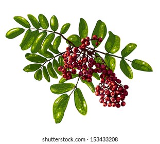 Ashberry Branch Composition with Berries and Leaves. Vector illustration layered and grouped by items. EPS8. No effects. Clipping path used.