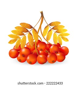 Ashberry With Gradient Mesh, Vector Illustration