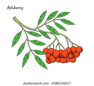 Ashberry. Red berry with green leaves. Sketch style drawing. Branch with juicy fruit. Healthy vitamin food. Botanical decorative isolated floral element. Delicious organic product. Vector illustration