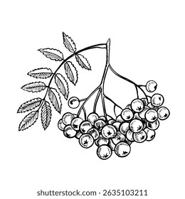 Ashberry. Vector graphics. Black and white hand-drawn illustration. On a white background. Great for stickers, banners, posters and packaging, postcards and labels, prints and more.