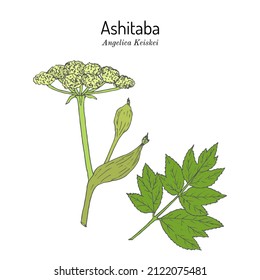 Ashitaba or tomorrows leaf (Angelica keiskei), edible and medicinal plant. Hand drawn botanical vector illustration