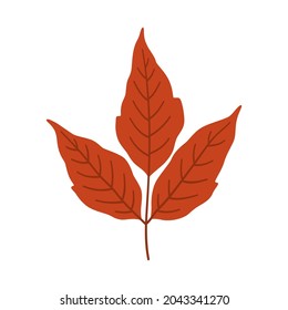 Hojas de arce de hojas de ceniza sobre fondo blanco. Colores cálidos de caída, ilustración vectorial en color rojo para el diseño.