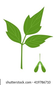 Ash-leaved maple leaves and seeds isolated on white background. Vector illustration.