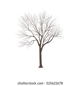The ash-tree with the flown leaves in the winter