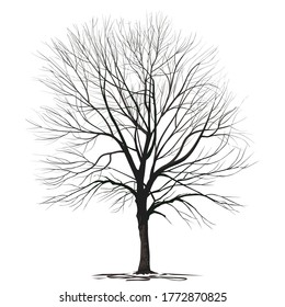 Ash-tree (Fraxinus L.) with fallen foliage, in winter, a color vector image on a white background