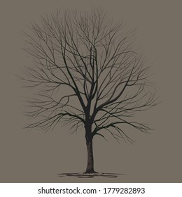 Ash-tree (Fraxinus L.) with fallen foliage in winter. A color vector image on a brown background