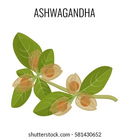 Ashwagandha ayurvedic herb isolated on white. Withania somnifera, known commonly as ashwagandha, Indian ginseng, poison gooseberry or winter cherry realistic vector illustration