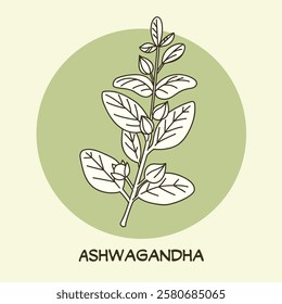 Ashwagandha botanical line art drawing. Best for organic cosmetics, ayurveda, alternative medicine. Vector illustration on light green background.