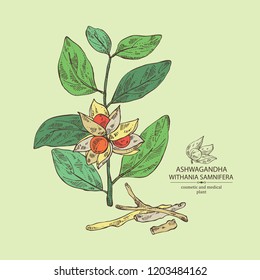 Ashwagandha: branch, berries and root of withania somnifera . Cosmetic and medical plant. Vector hand drawn illustration. 