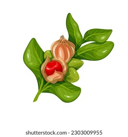 Ashwagandha branch with green leaves and red berry vector illustration. Cartoon isolated twig of Withania somnifera with leaf and fruit from Indian garden, Ashwagandha ayurvedic plant growing in India